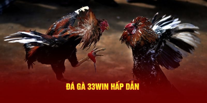 Sơ lược thông tin về đá gà 33win